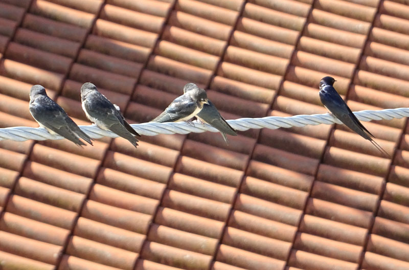 rondini....stessa Famiglia ? s: Hirundo rustica